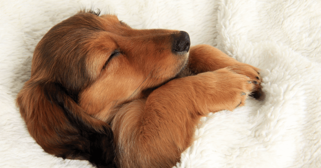 Temperatura Ideal Para Dormir: O Guia Definitivo Do Especialista 2 Temperatura Ideal Para Dormir